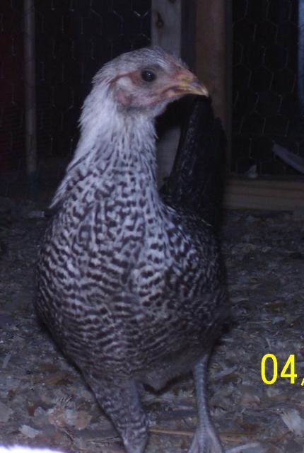 24697_chicken5.jpg