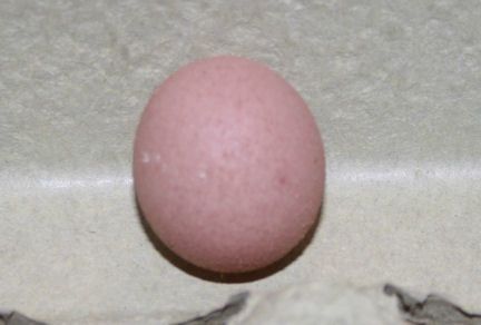 24697_egg2.jpg