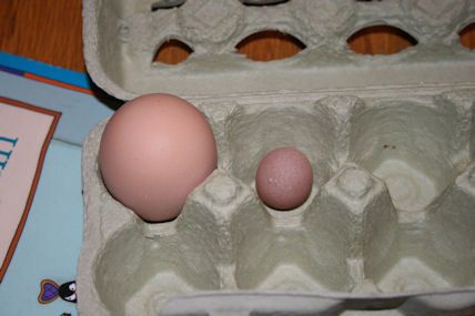 24697_eggs1.jpg