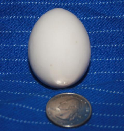 24697_isabellas_egg.jpg