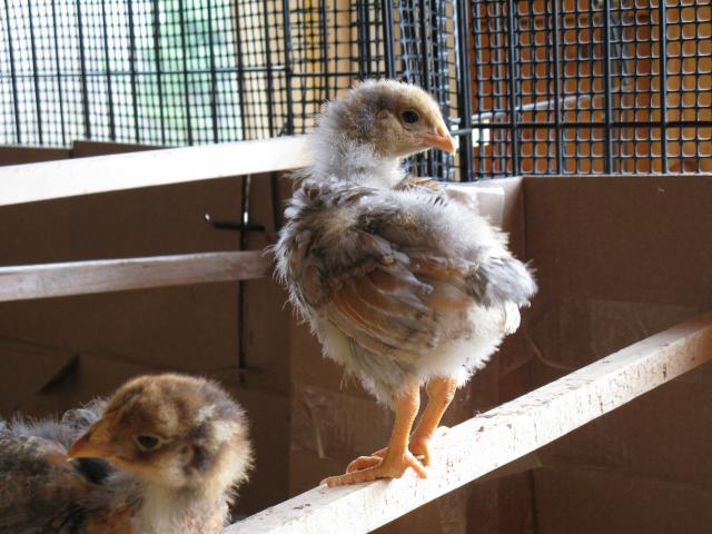24700_chickens_080.jpg