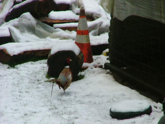 24704_birds_and_eggs_2011_001.jpg