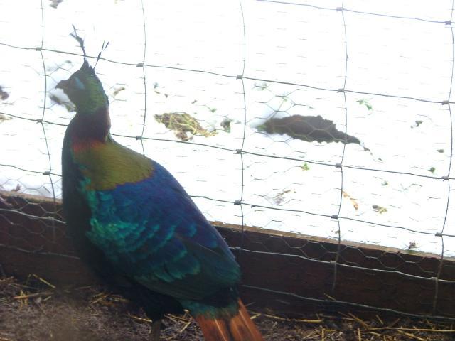 24704_birds_and_eggs_2011_003.jpg