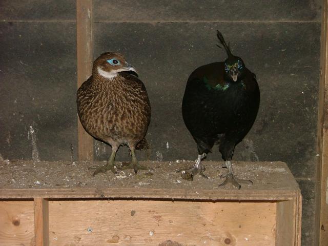 24704_birds_and_eggs_2011_005.jpg