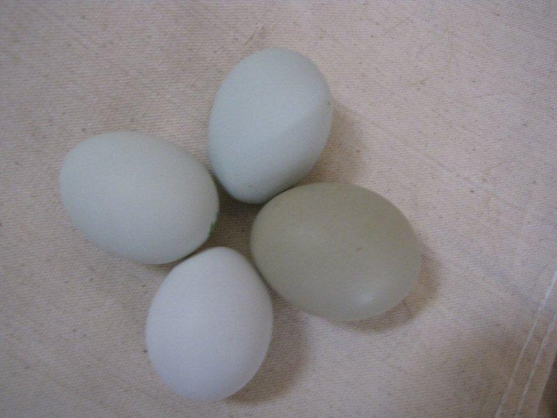 24727_amer_eggs_small.jpg