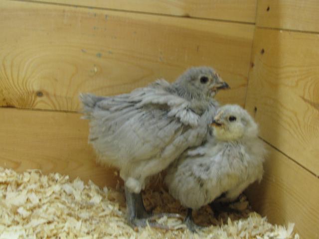 24727_ameraucana_chicks_4-30-10_040.jpg