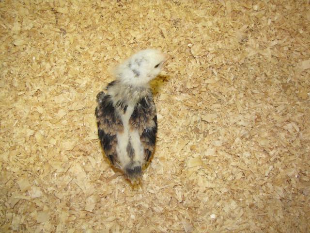 24727_ameraucana_chicks_4-30-10_043.jpg