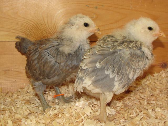 24727_ameraucana_chicks_4-30-10_048.jpg