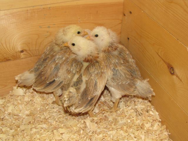24727_ameraucana_chicks_4-30-10_058.jpg