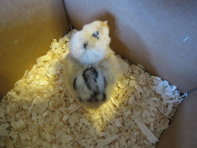 24727_ameraucana_chicks_4-30-10_097.jpg