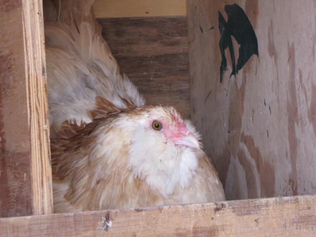 24727_basketball_chickens_february_2011_023.jpg