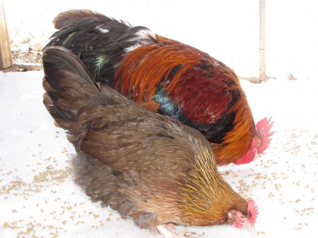 24727_basketball_chickens_february_2011_038.jpg