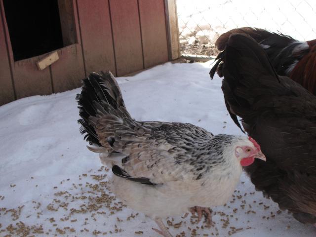 24727_basketball_chickens_february_2011_039.jpg