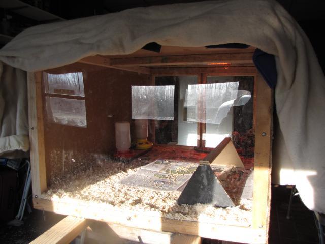 24727_brooder_pics_006.jpg