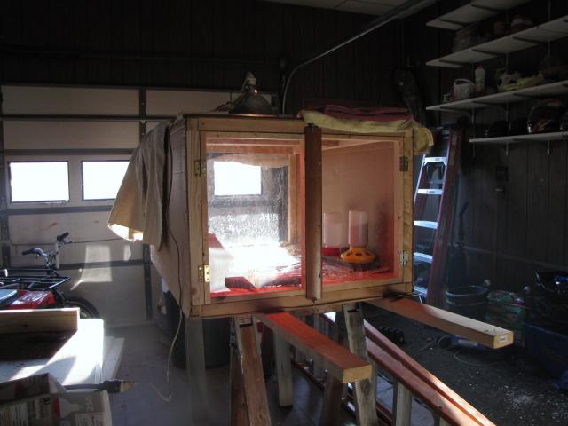 24727_brooder_pics_007.jpg