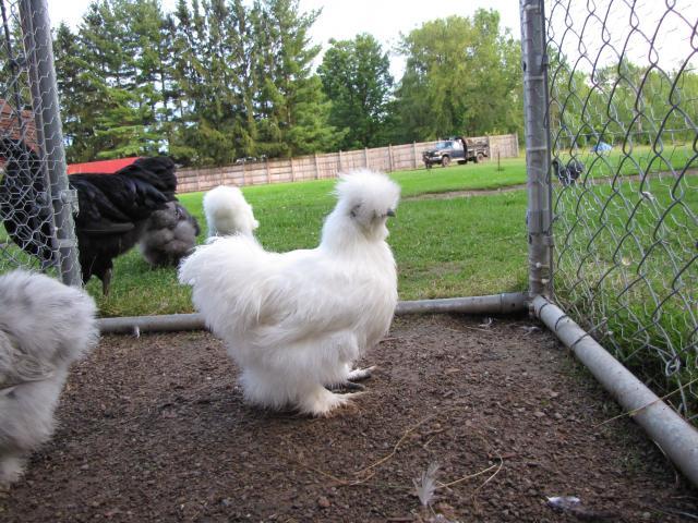 24727_chickens_july12_060.jpg