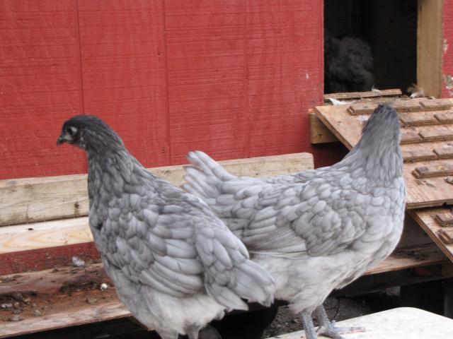 24727_chickens_july12_071.jpg