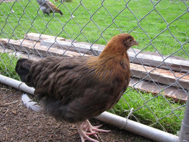 24727_chickens_july12_075.jpg