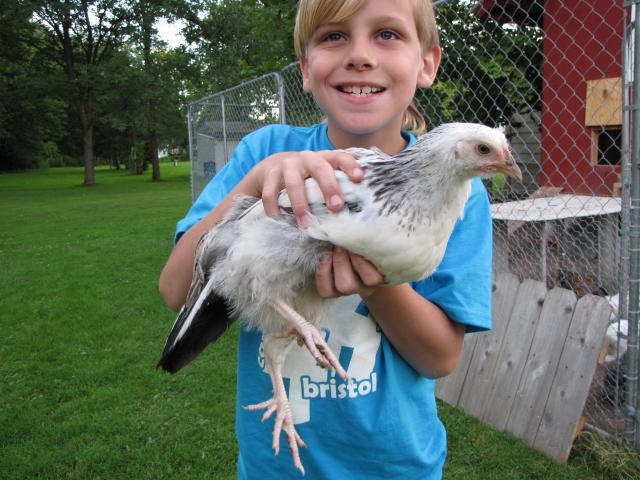 24727_chickens_july12_116.jpg