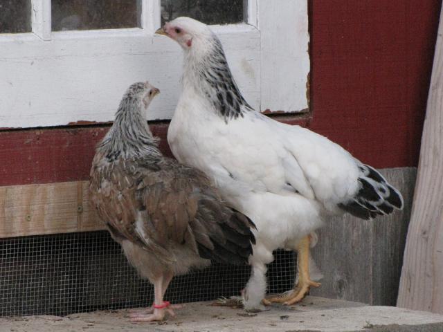 24727_chickens_july12_125.jpg
