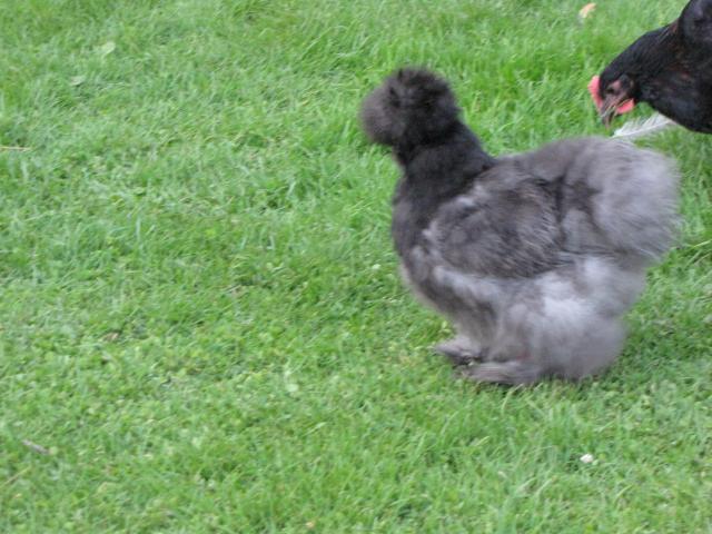 24727_chickens_july12_161.jpg