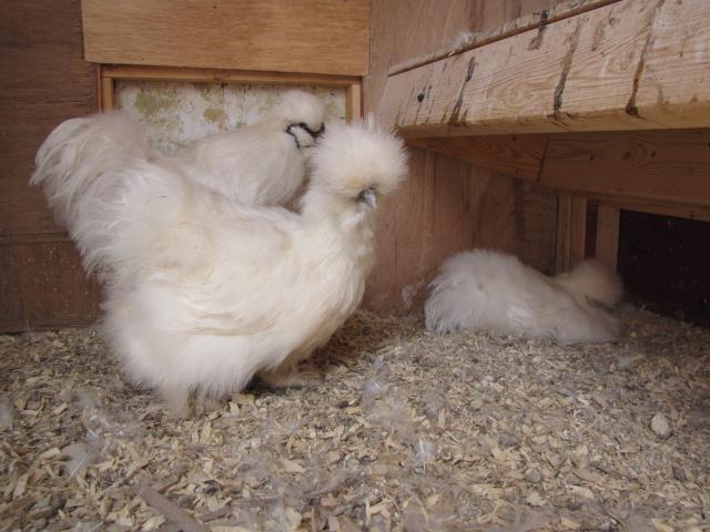 24727_chicks_dorking_babies_may2011_014.jpg