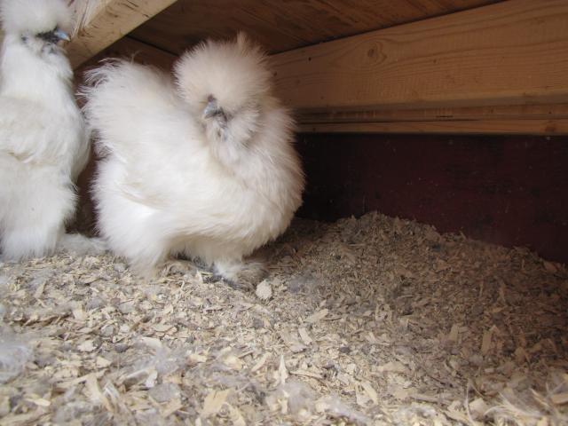 24727_chicks_dorking_babies_may2011_016.jpg