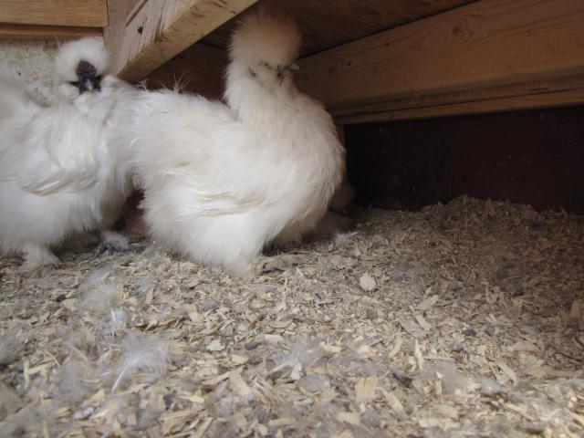 24727_chicks_dorking_babies_may2011_017.jpg