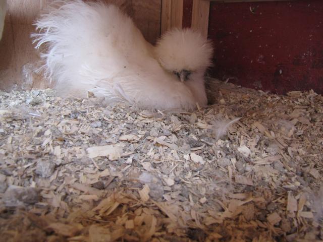 24727_chicks_dorking_babies_may2011_018.jpg
