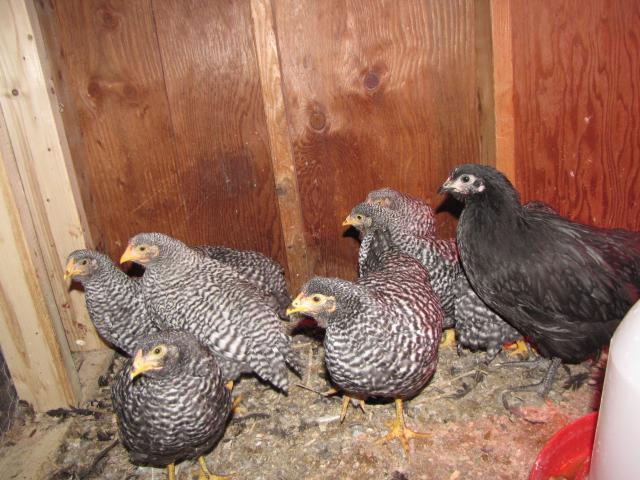 24727_chicks_dorking_babies_may2011_024.jpg