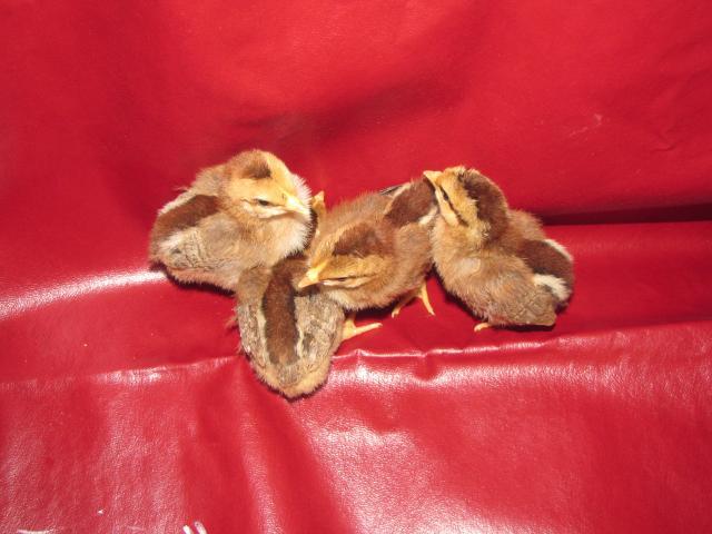 24727_chicks_dorking_babies_may2011_108.jpg