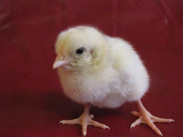 24727_dominiques_isabel_chick_015.jpg
