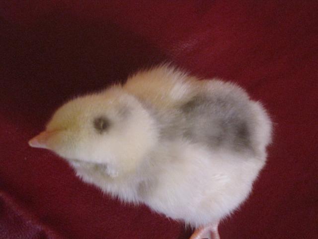 24727_dominiques_isabel_chick_016.jpg