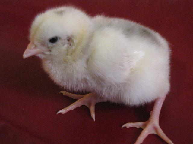 24727_dominiques_isabel_chick_017.jpg