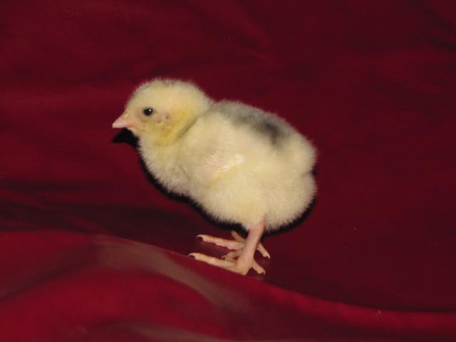24727_dominiques_isabel_chick_032.jpg