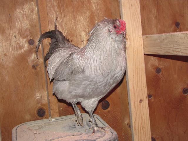 24727_phantom_ameraucanas_022.jpg