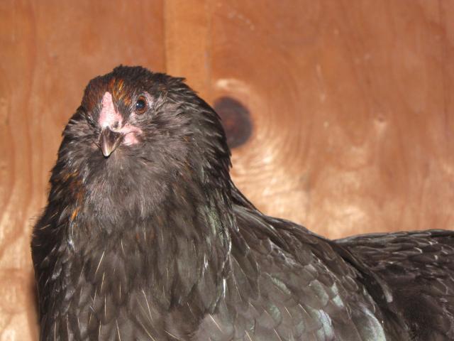 24727_project_ameraucanas_etc_036.jpg