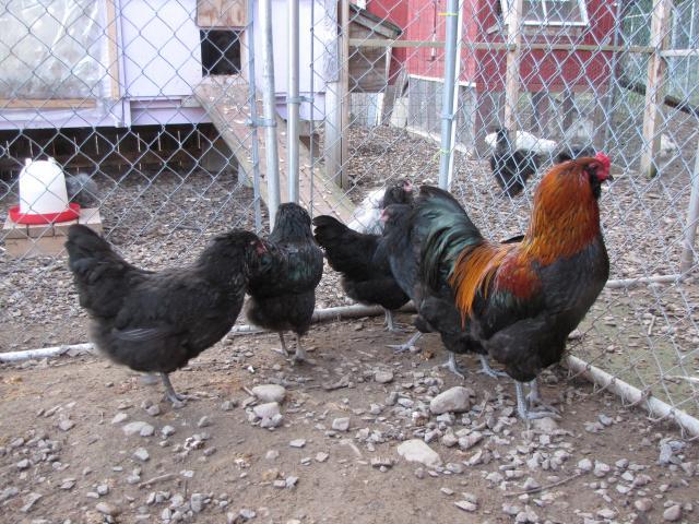 24727_project_ameraucanas_etc_042.jpg