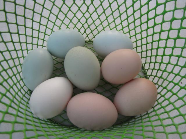 24727_project_ameraucanas_etc_077.jpg