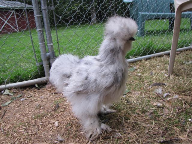 24727_splash_silkie.jpg