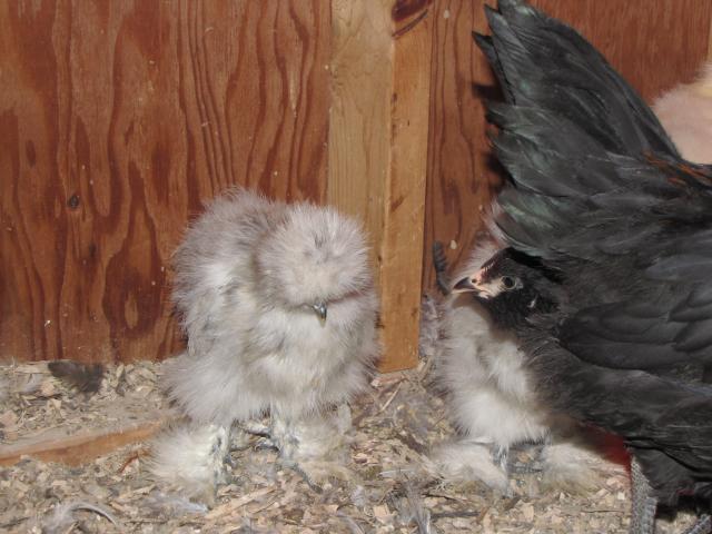 24727_splash_silkie_chicks_march_2011_006.jpg