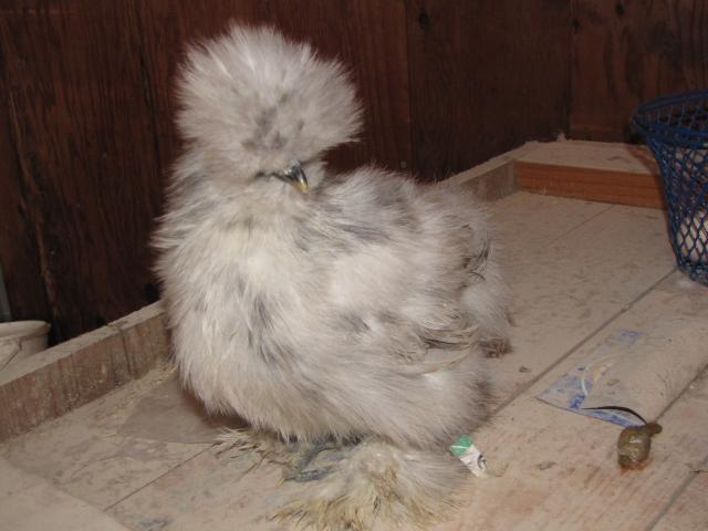 24727_splash_silkie_chicks_march_2011_021.jpg