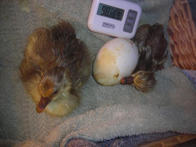 24728_new_babies.jpg