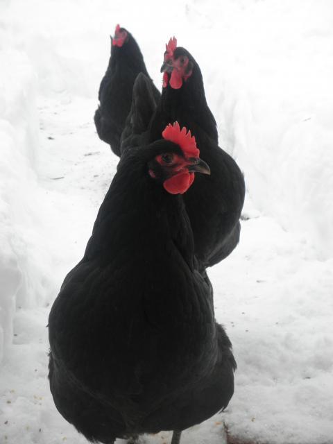 24731_australorp_snow.jpg