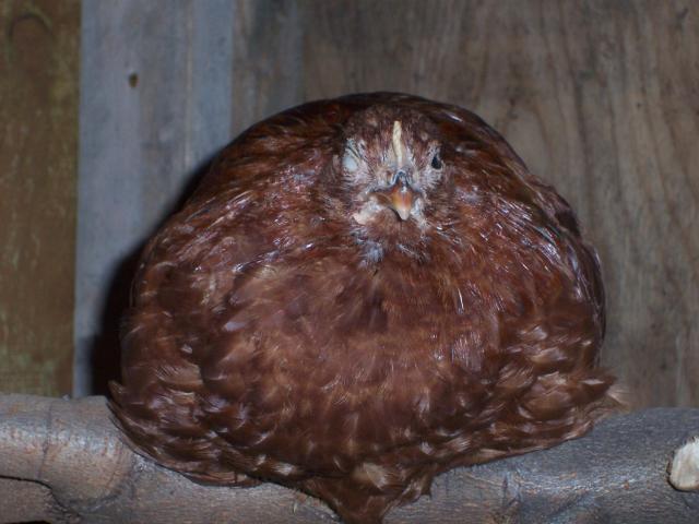24751_100_7989.jpg