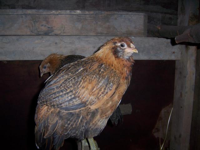 24751_100_8075.jpg
