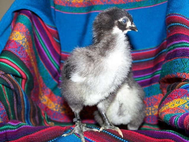 24754_chicks_017.jpg