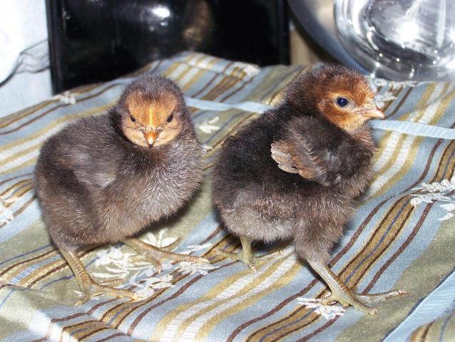 24754_new_chicks_005.jpg