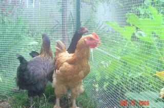 24757_chickens_045.jpg