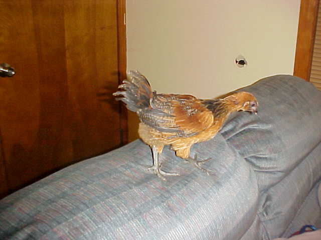 24794_ee_roo2.jpg